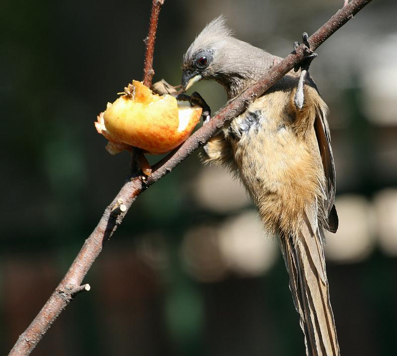 frieda 040.jpg - 'mmm dit is darem lekker!!!
